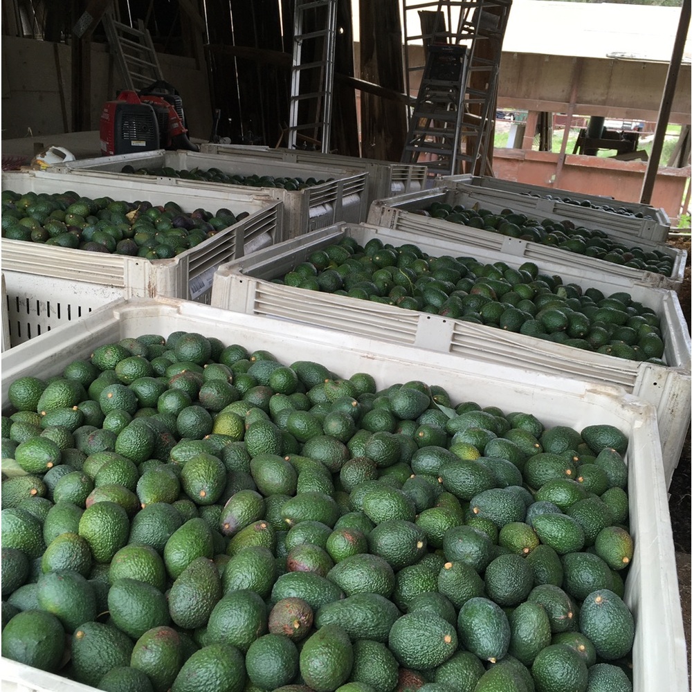 🌻 Posh Ambassador 🌻 - Picture 6 of 13